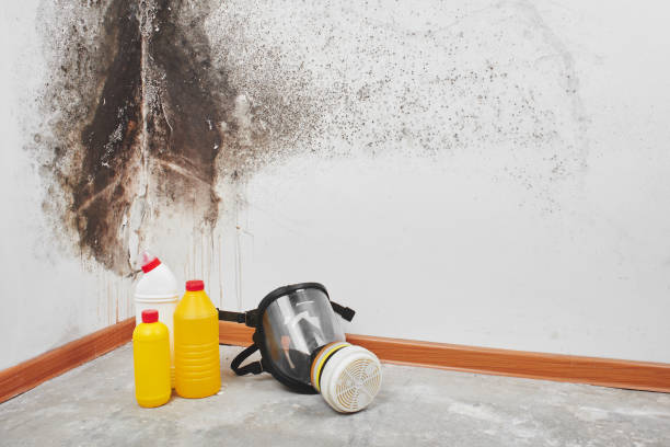 Mold Documentation for Insurance Claims in White Oak, MS